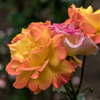 あとしばらくは薔薇で
