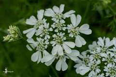 久しぶりの花散歩　2