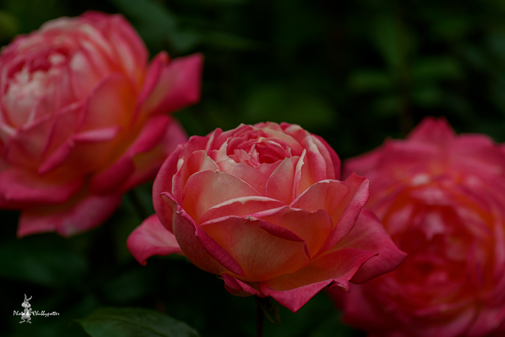 暑い！ので赤い薔薇？