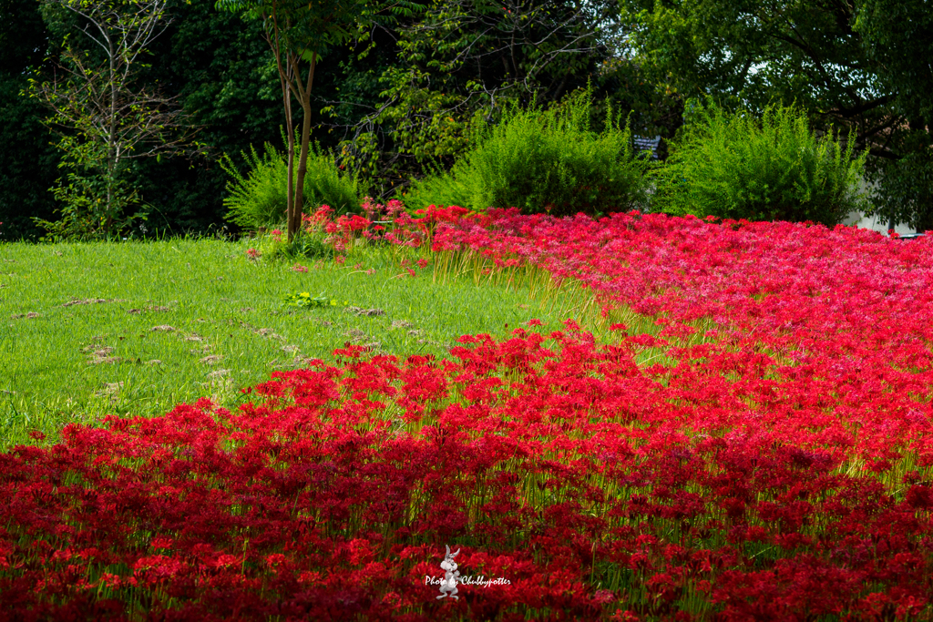 水元公園の彼岸花1