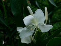 久しぶりに花散歩 5