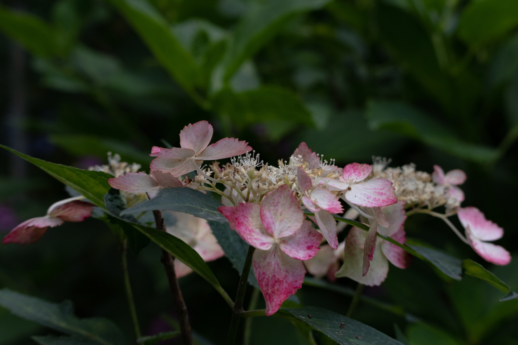 本土寺の紫陽花1