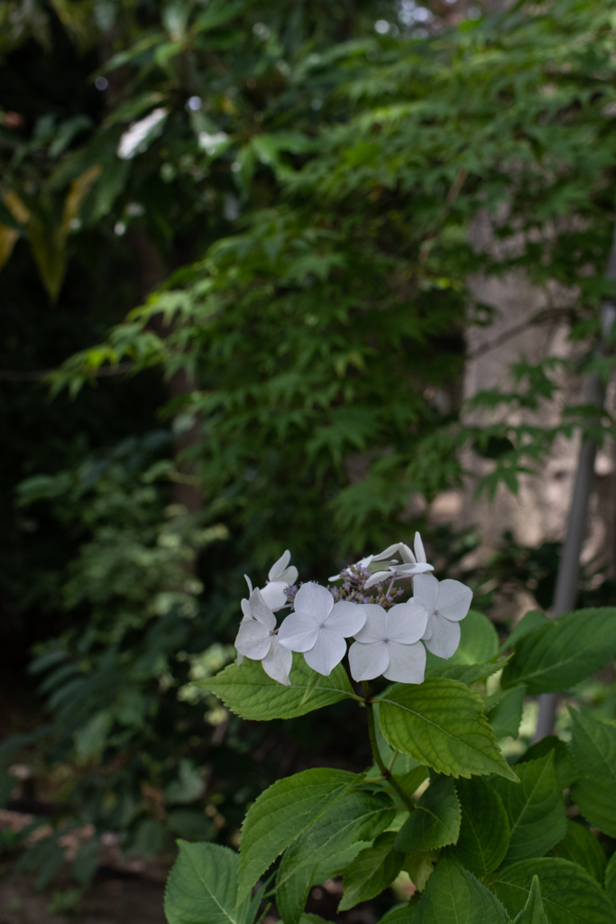 本土寺の紫陽花3