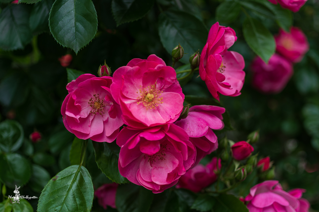 薔薇散歩 続きの4