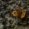 生物園の蝶たち5