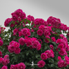 薔薇散歩　続きの6