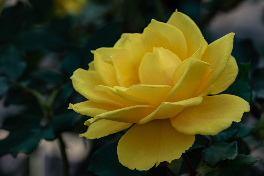 秋の薔薇2