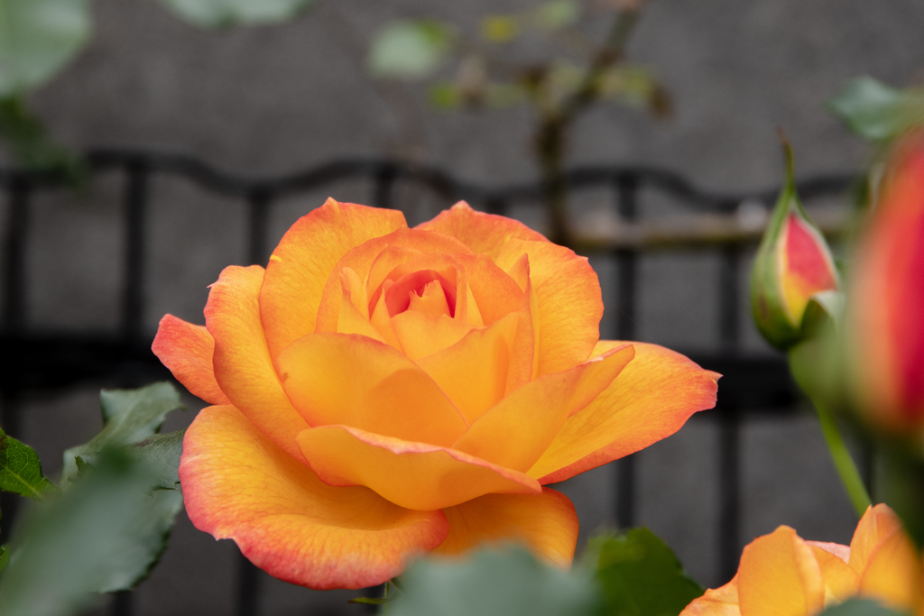 公園の薔薇