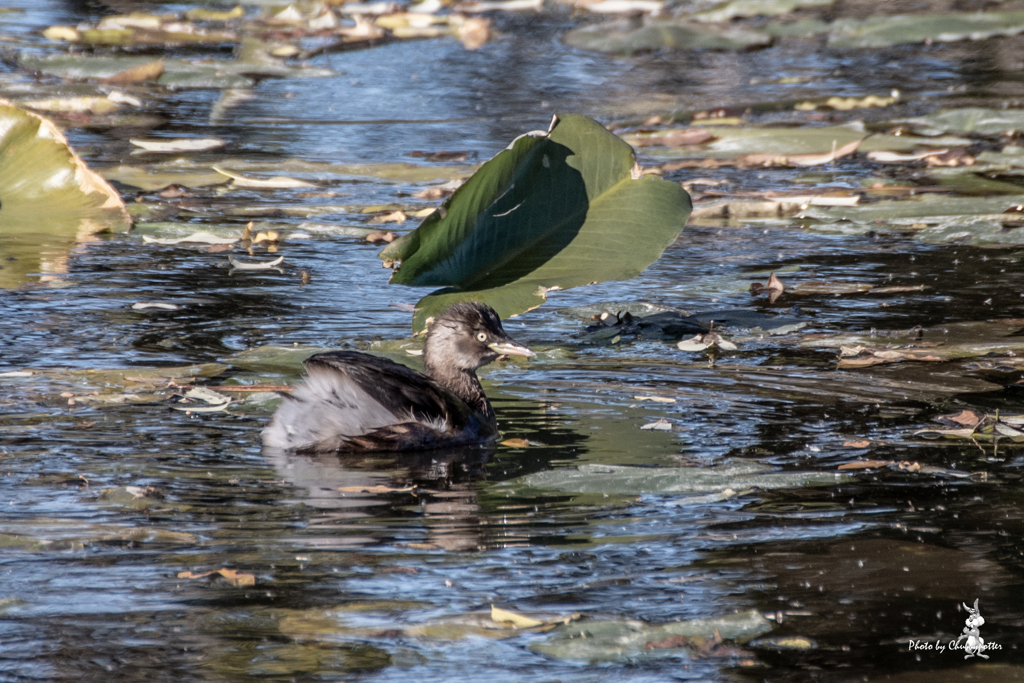 水元公園晩秋 カイツブリ