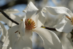 辛夷 桜を待つ間に1