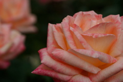 旧古川庭園の薔薇1