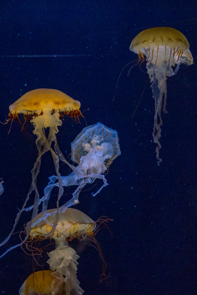 加茂水族館2