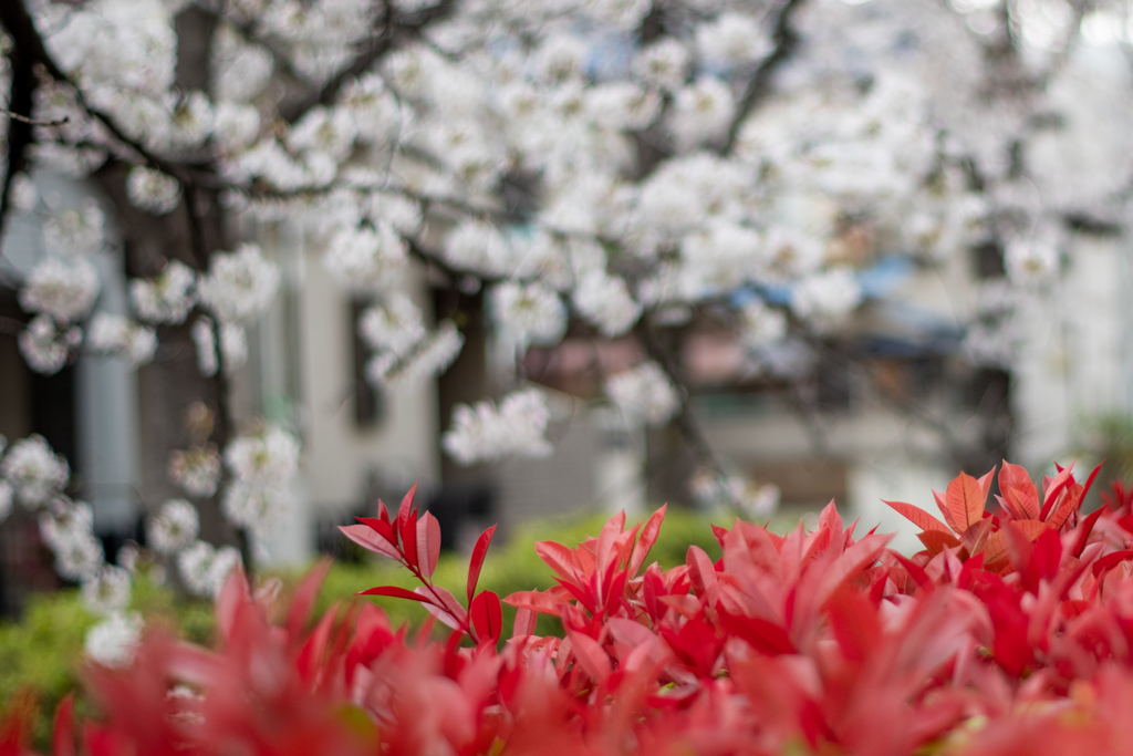 カナメモチからの桜