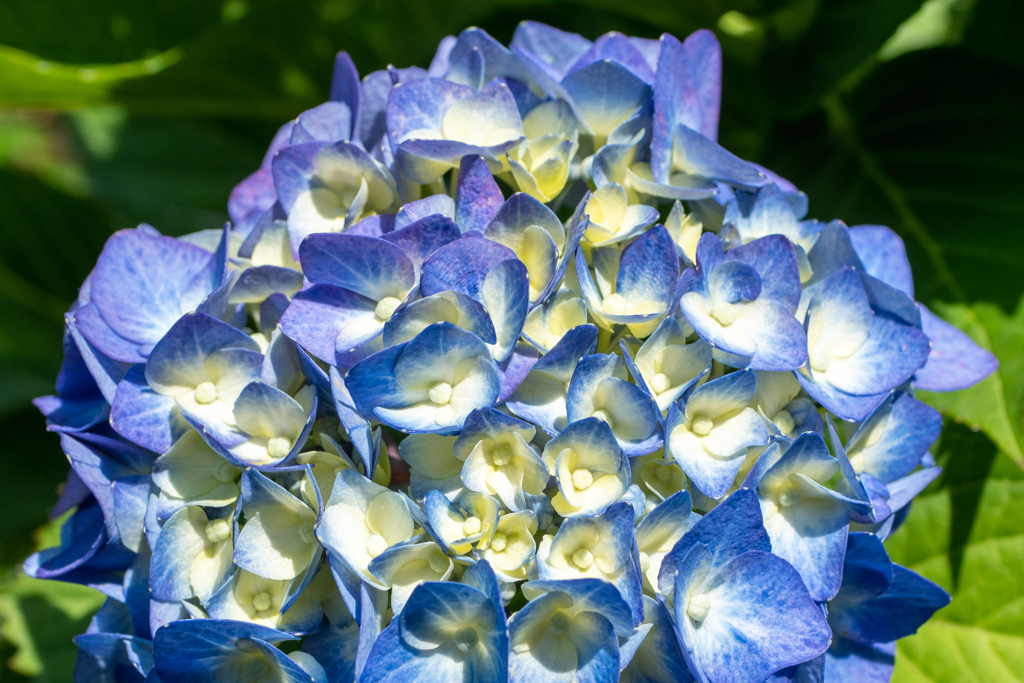 そろそろ紫陽花も終わり？梅雨明け近づく 3