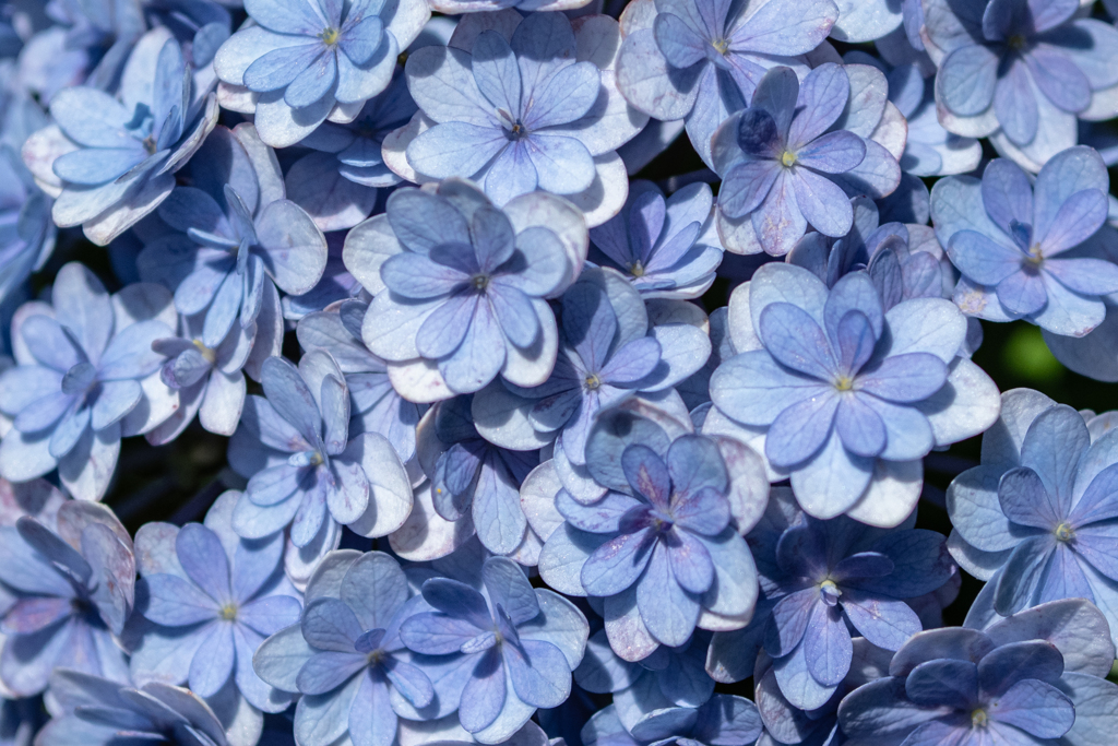 青い紫陽花 この日に出会った青と紫4