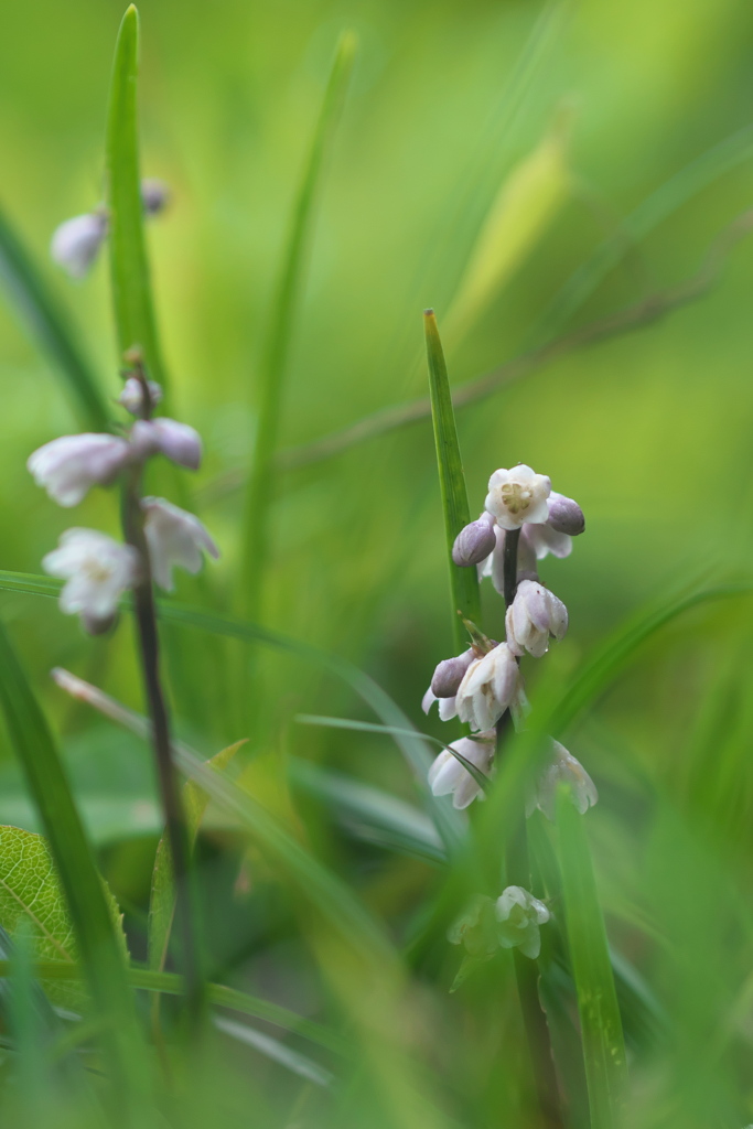 野草園にて2