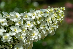 そろそろ紫陽花も終わり？梅雨明け近づく 4