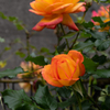 薔薇を撮る会は中止です。