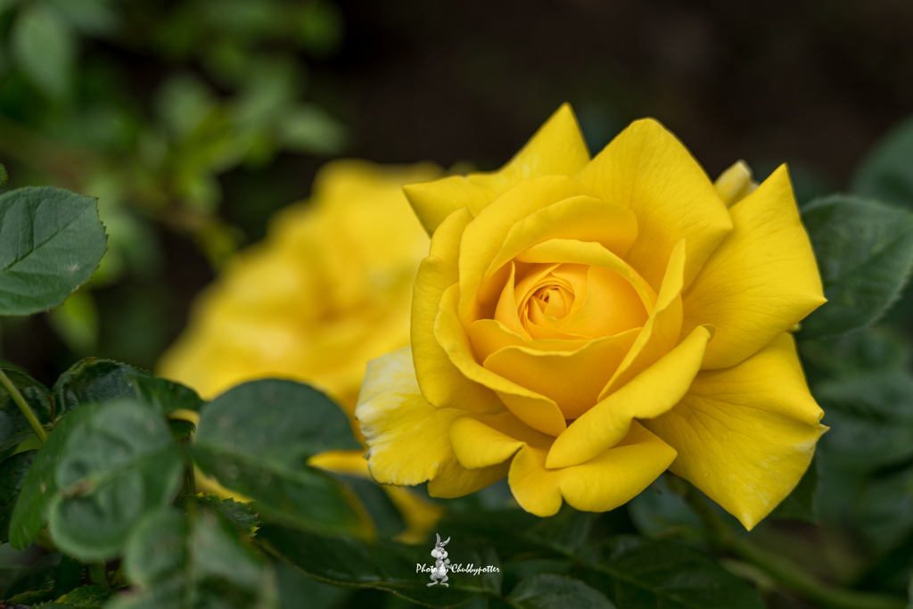 薔薇散歩 続きの1