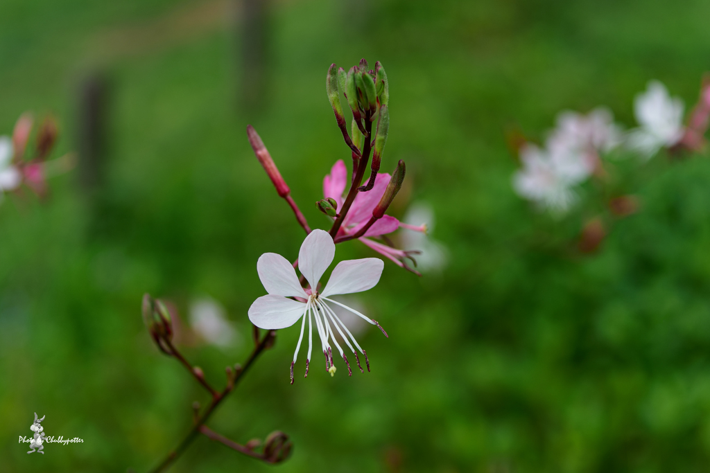 久しぶりに花散歩 6