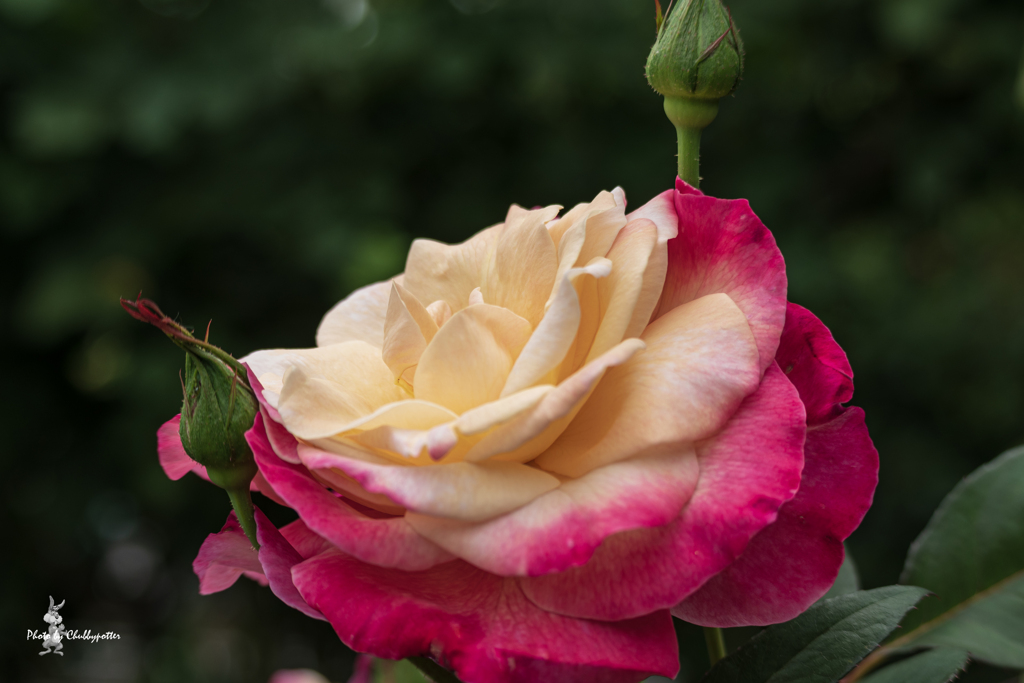 薔薇散歩 1