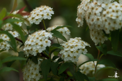 久しぶりの花散歩　4