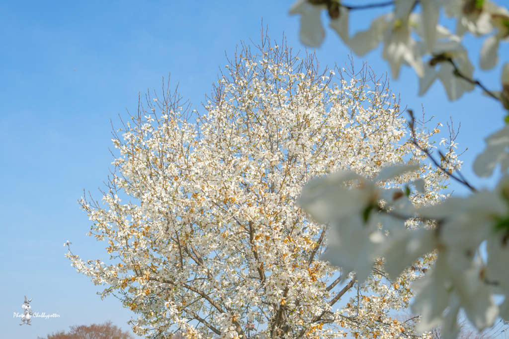 辛夷 桜を待つ間に2