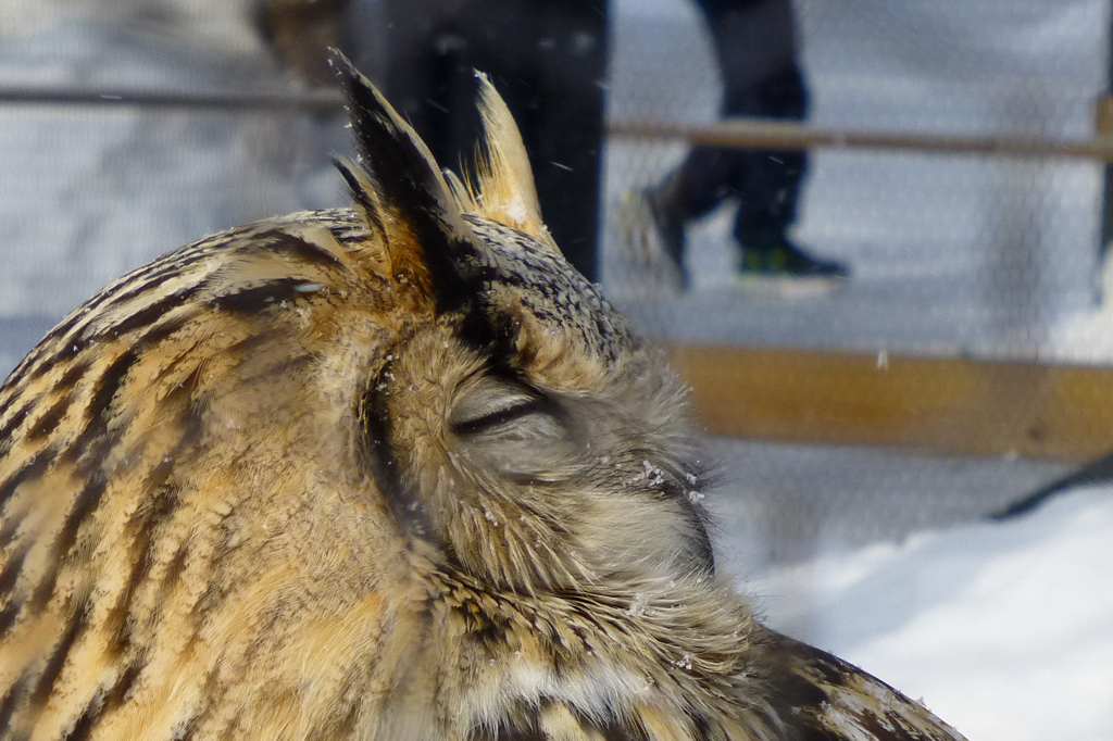 旭山動物園　まだ冬