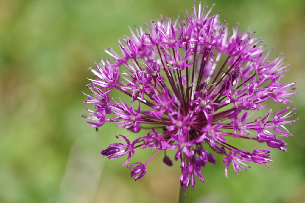 公園の花図鑑1 アリウム・ギガンチュウム