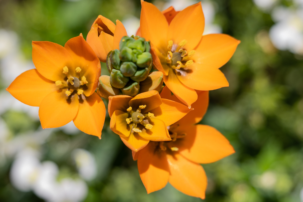 公園の花図鑑3 オーニソガラム