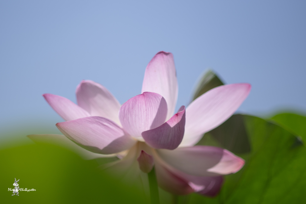 夏の光