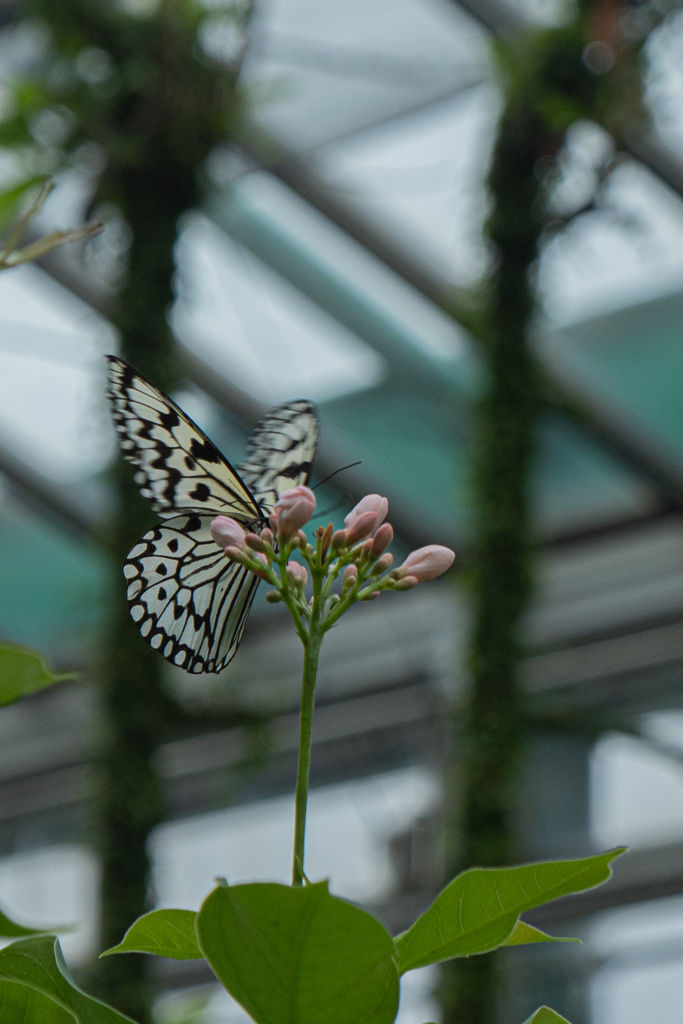 生物園の蝶たち2