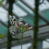 生物園の蝶たち2