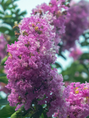 ピンク色の花たち 4