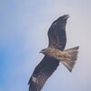 トビ飛ぶ