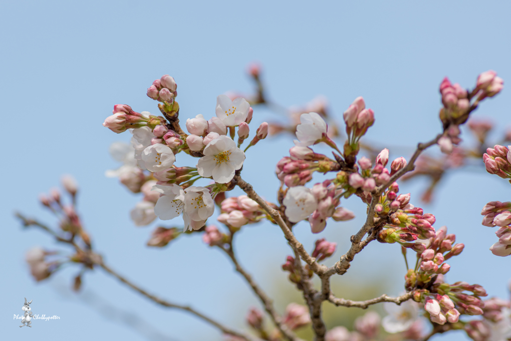 桜は来週が良さそうです
