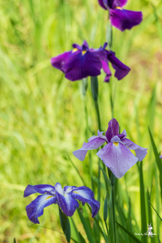 花菖蒲 続きの3