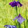 花菖蒲 続きの3
