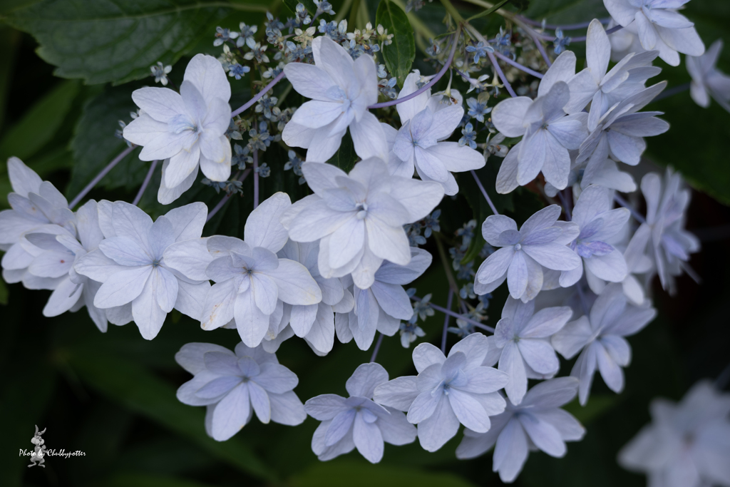 きょうは紫陽花で 5