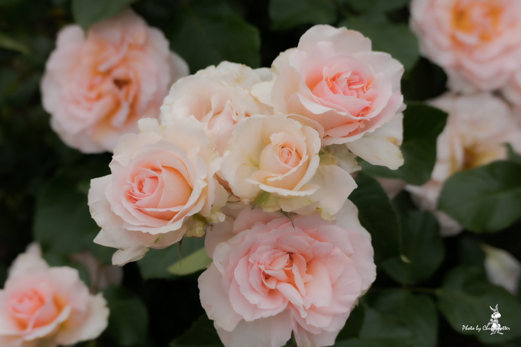 薔薇散歩 2