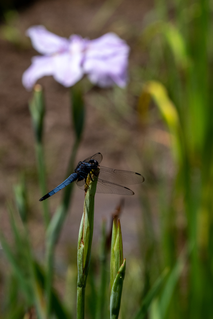 終盤の菖蒲にシオカラトンボ