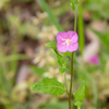 野の花散歩　ユウゲショウ