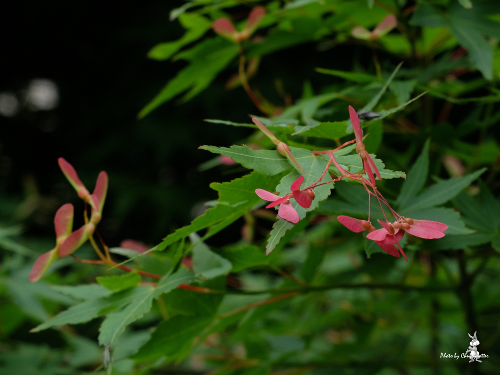野の花散歩　モミジの花