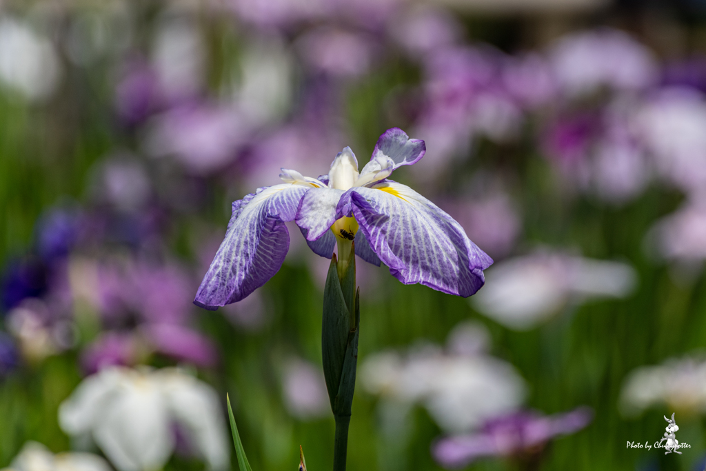 花菖蒲 続きの4