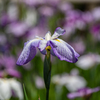 花菖蒲 続きの4
