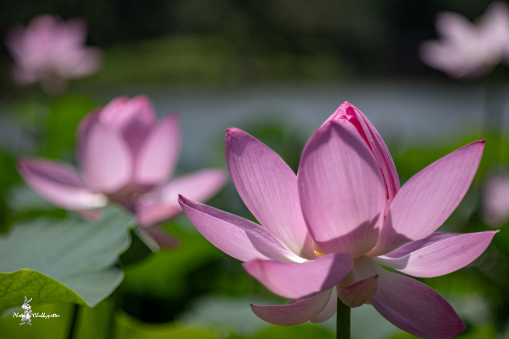 千葉公園の大賀蓮