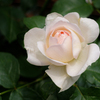 あと少し薔薇を