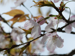 はや葉桜の候