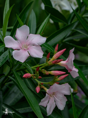 久しぶりに花散歩 4