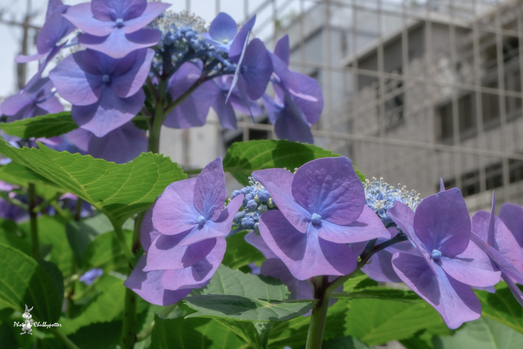 ご近所紫陽花めぐり5